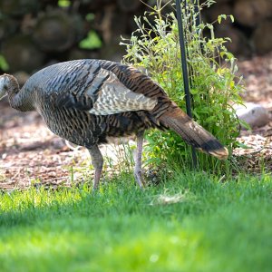 wild-turky-0002-web.jpg