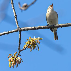 warbling-vireo-0001profile-change.jpg