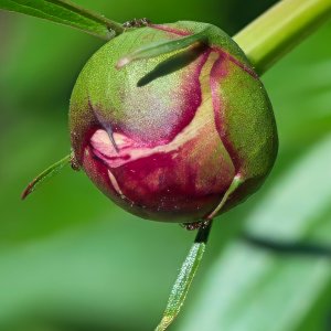 Peony Bud Plus Little Visitors.jpeg