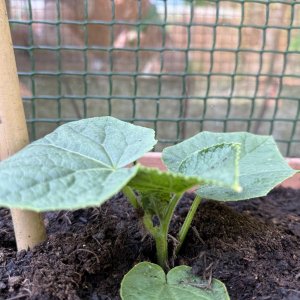 garden4.jpg