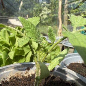 garden6.jpg