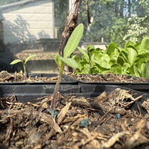 garden7.jpg