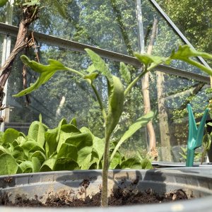 garden5.jpg