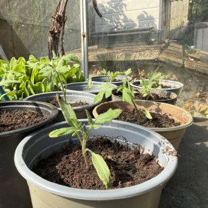 garden8.jpg