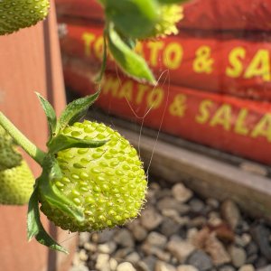 garden11.jpg