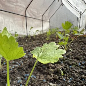 garden13.jpg