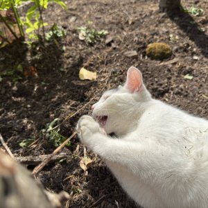garden19.jpg