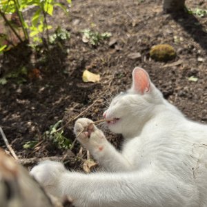 garden21.jpg