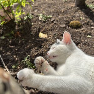 garden22.jpg