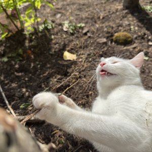 garden23.jpg