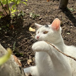 garden25.jpg
