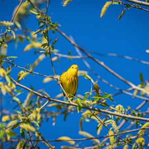 Yellow Warbler-2.jpg
