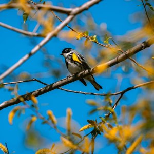 Yellow-rumped Warbler-3.jpg