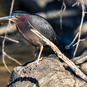 Green Heron-2.jpg