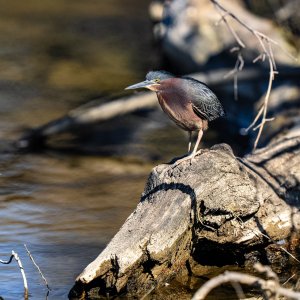 Green Heron-3.jpg