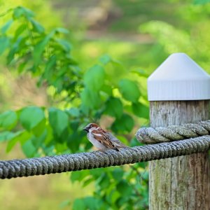 House Sparrow on the Boardwalk Ropes.jpeg