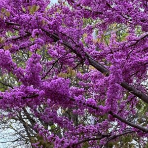 IMG_4107.jpeg