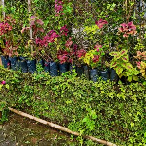 IMG_3785.jpeg