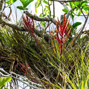 Everglades NP -2500px-8.jpg