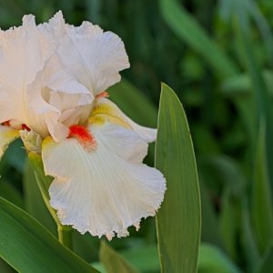 Bearded Iris.jpeg