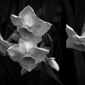 daffodils again xbwv5.jpg