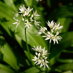 WildGarlic20250430.jpg
