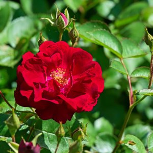 Wild Roses in Bloom and Budding.jpeg