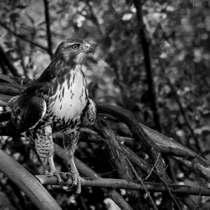 hawk on grape arbor 1452 9.8.22 xcrop2 bwv copy2.jpg