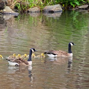 Goose Parents Showing the Kids Their New Home.jpeg