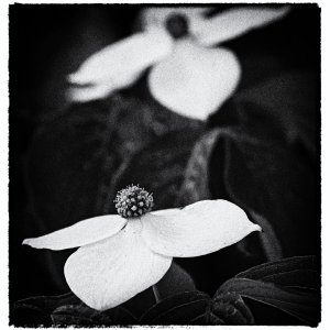 Dogwood Blossoms (B&W).jpeg