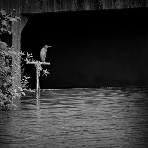Black-Crowned Night Heron (B&W).jpeg