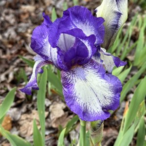 IMG_1425.jpeg