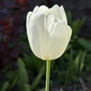 IMG_1493.jpeg