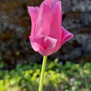 IMG_1494.jpeg