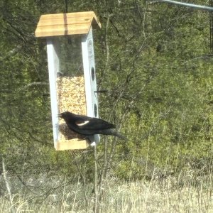 IMG_3435.jpeg
