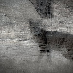 bobcat facing copy 2xgv.jpg