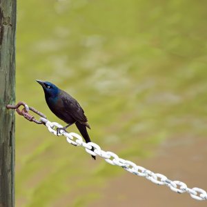 Common Grackle Studying a Pier Post.jpeg