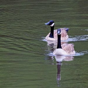 You Watching Us?.jpeg