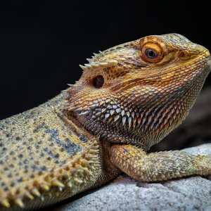_7RV2462_Sony_Tradeshow_Bearded_Dragon_2.jpg
