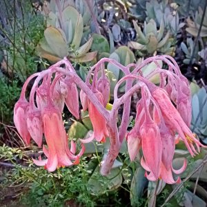 IMG_20250515_092226 cropxv2.jpg