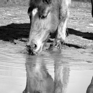Kirby playing in the water copy xbw.jpg