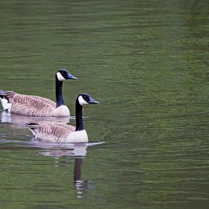 Synchronized Swimming.jpeg
