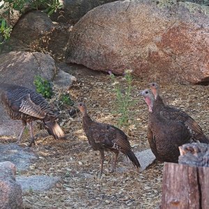 wild turkey on the rocks x.jpg