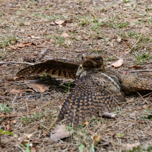 Everglades NP -2500px-30.jpg