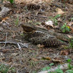 Everglades NP -2500px-31.jpg