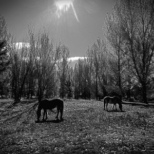 fall grazing xvbw6.jpg