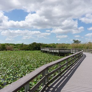 Everglades NP -2500px-11.jpg