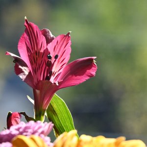 DSC_0203A.jpg