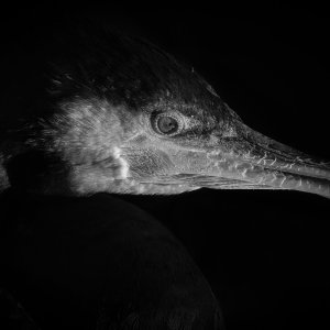 Cormorant_J-1.jpeg