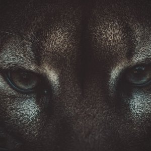 Puma_J-1.jpeg